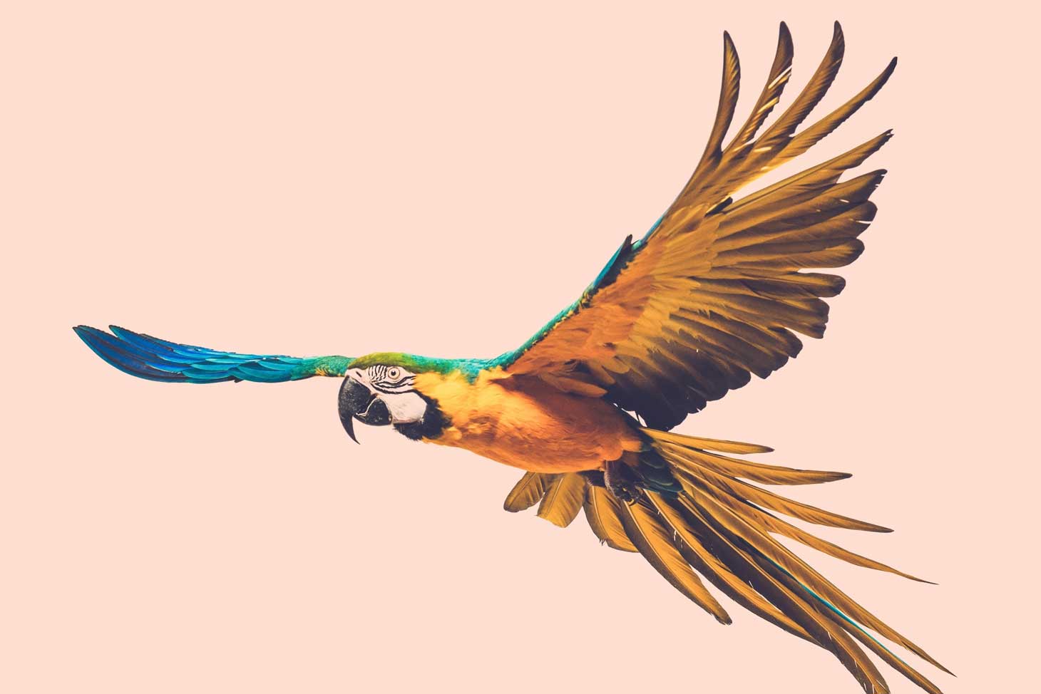 Macaw Mobile App